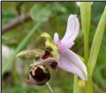 Ophrys scolopax subsp. cornuta